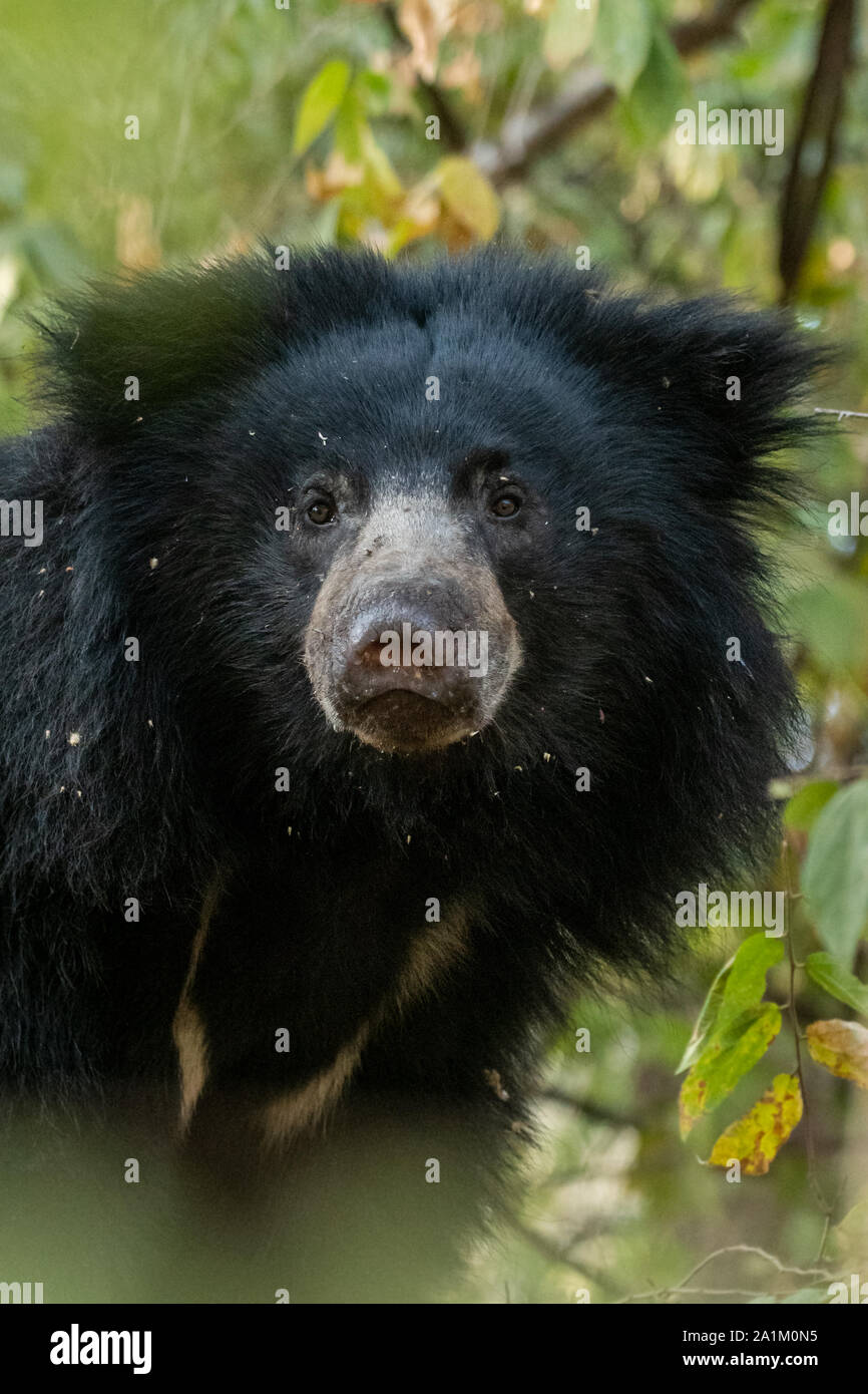 Panna national park sloth bear hi-res stock photography and images - Alamy