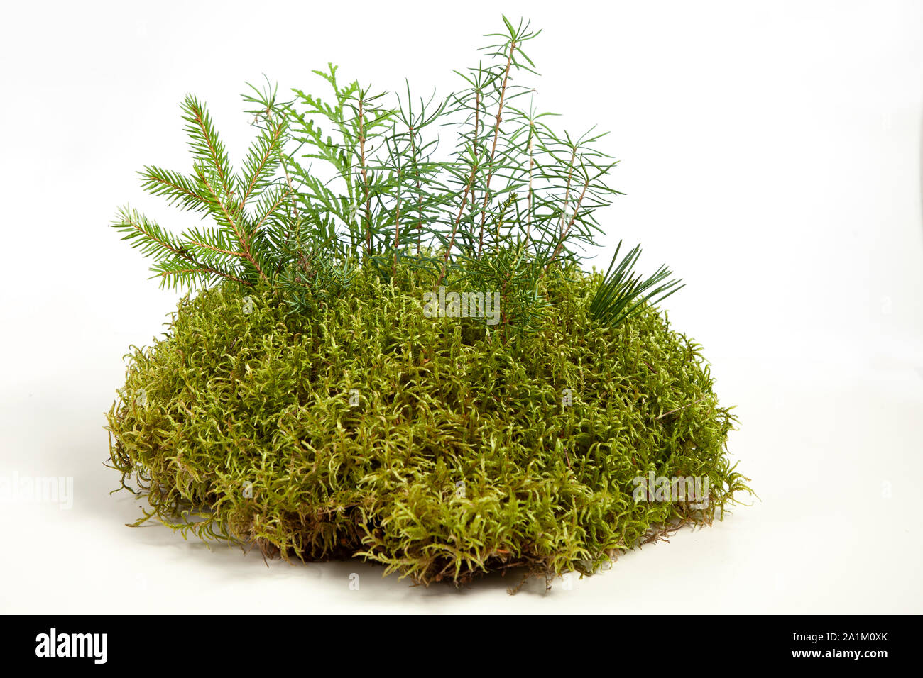 Moss isolated on a white background Stock Photo