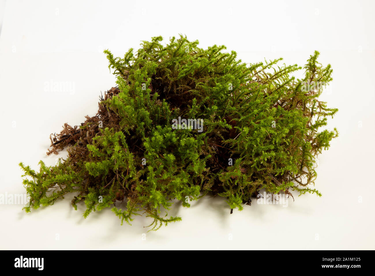 Moss isolated on a white background Stock Photo
