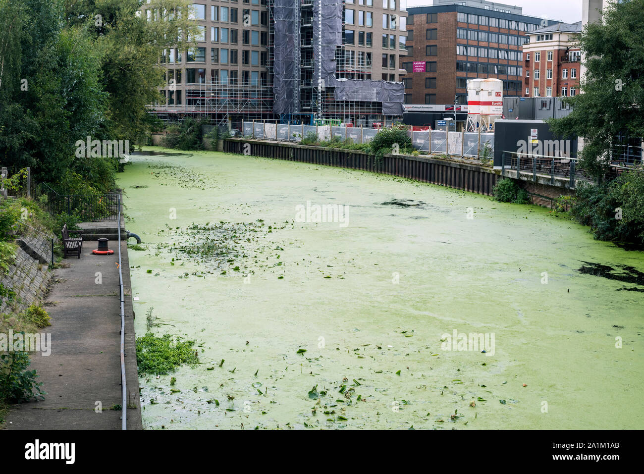 Green duckweed, Lemnoideae carpeting the River Foss, City of York, UK September 2019,  with commercial buildings in background. Stock Photo