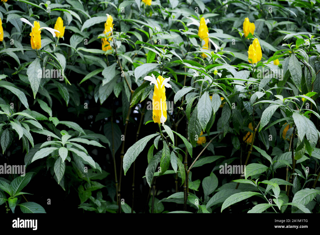 Common Golden Shrimp Justicia Brandegeana Pachystachys Lutea Also Known As Yellow Queen Shrimp Plant Yellow Flowers With Lots Of Green Leaves Stock Photo Alamy