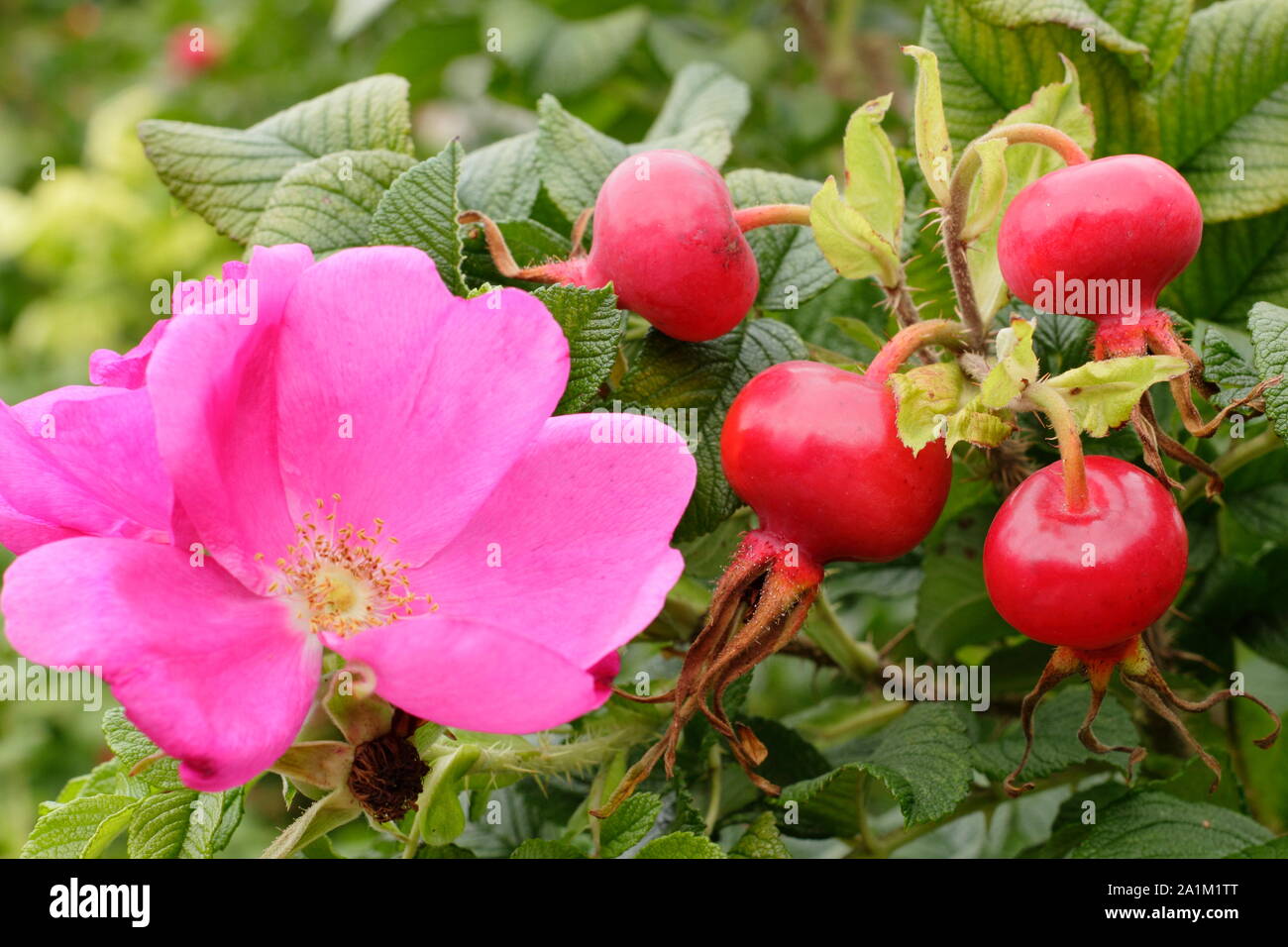 Rosa rugosa 'Rubra', forms a hedge with characteristic deep pink flowers and glossy hips in late summer. UK. Stock Photo
