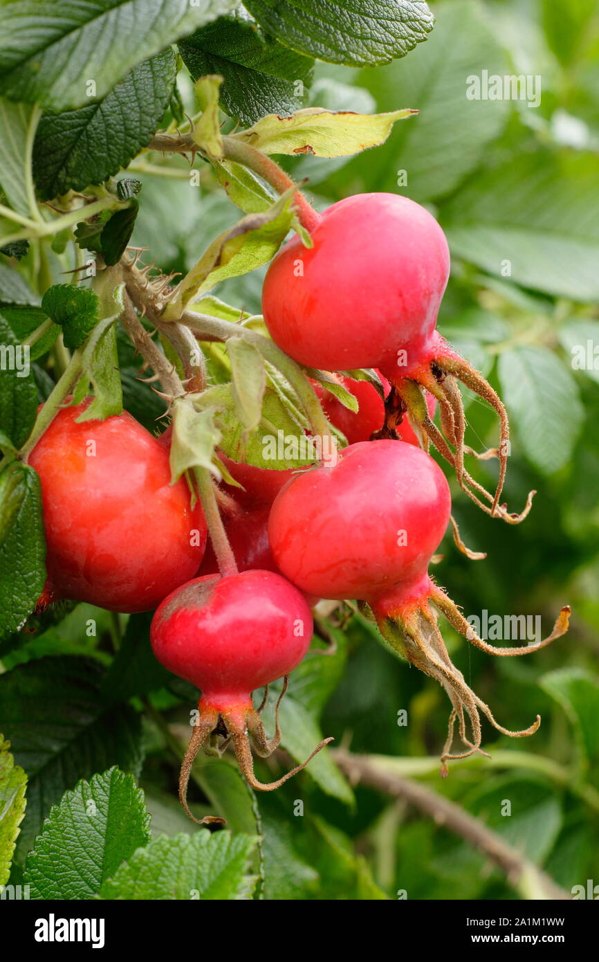Rose hips of Rosa rugosa 'Rubra' in late summer - August. UK Stock Photo