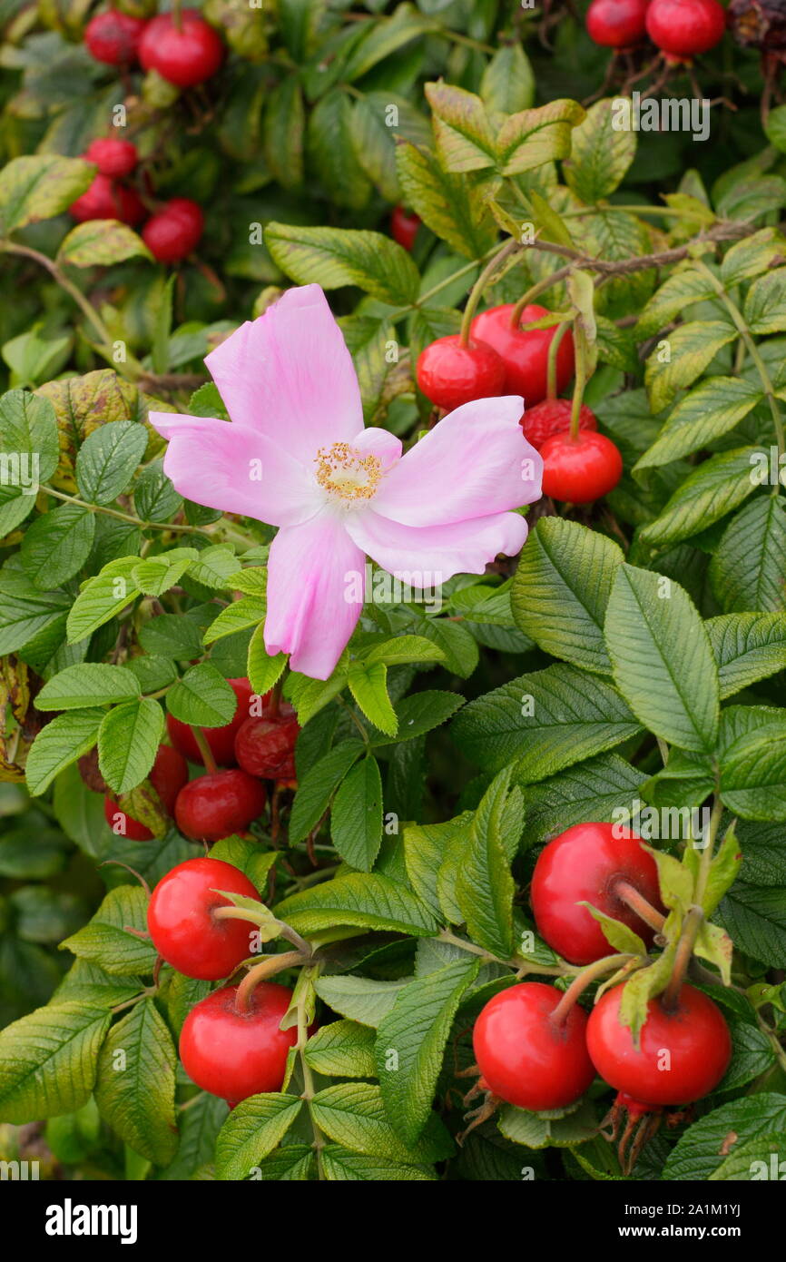 Rosa rugosa 'Fru Dagmar Hastrup' displaying characteristic pale pink blossoms and glossy hips in late summer. UK Stock Photo
