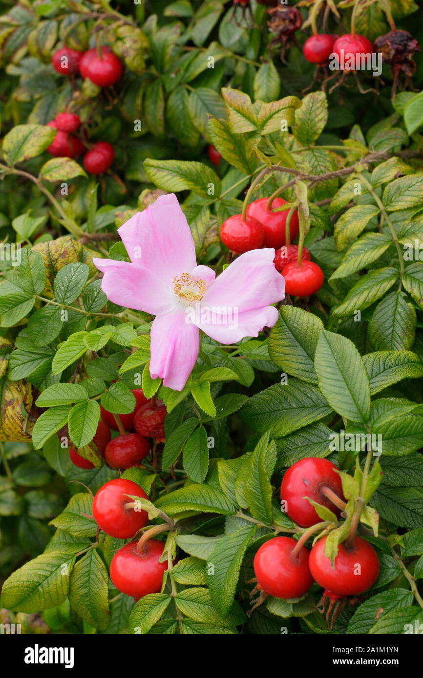Rosa rugosa 'Fru Dagmar Hastrup' displaying characteristic pale pink  blossoms and glossy hips in late summer. UK Stock Photo - Alamy