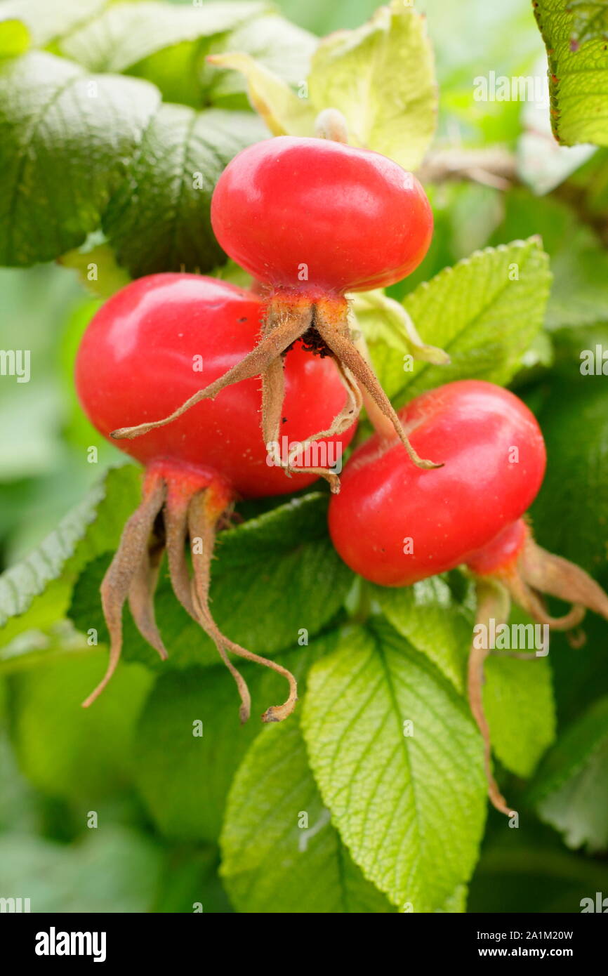 Rose hips of Rosa rugosa 'Rubra' in late summer - August. UK Stock Photo