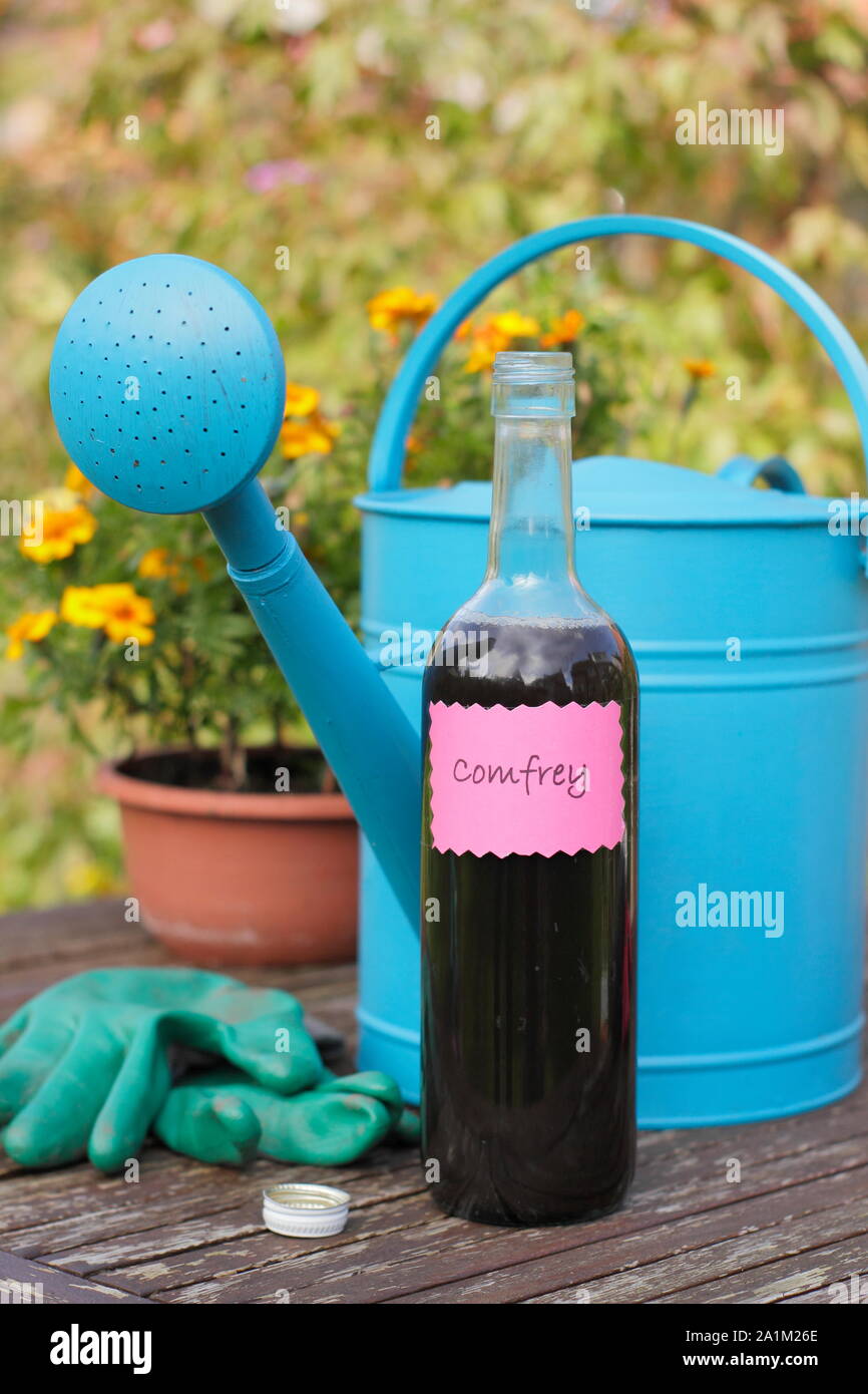 Liquid plant feed. Home made liquid comfrey fertiliser ready for dilution in a watering can before feeding garden plants. UK. Symphytum. Stock Photo