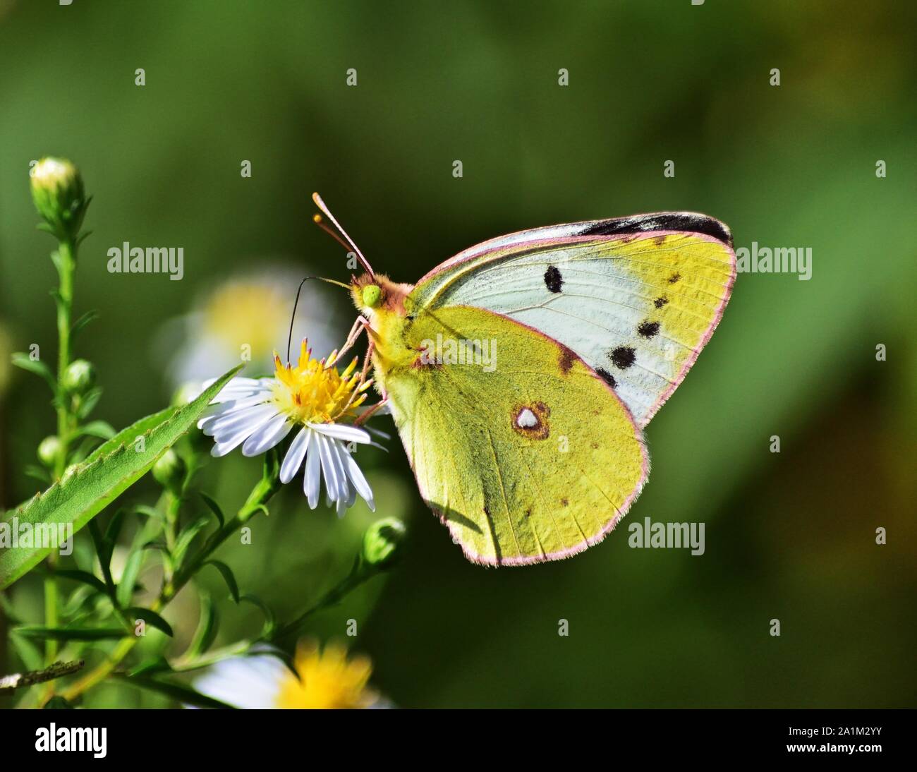 Colias hyale, the pale clouded yellow, female Stock Photo
