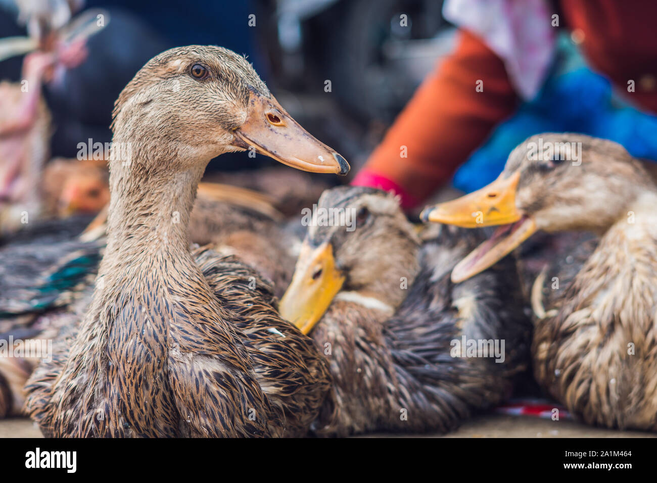 duck for sale on the Vietnamese market. Asian cuisine concept Stock