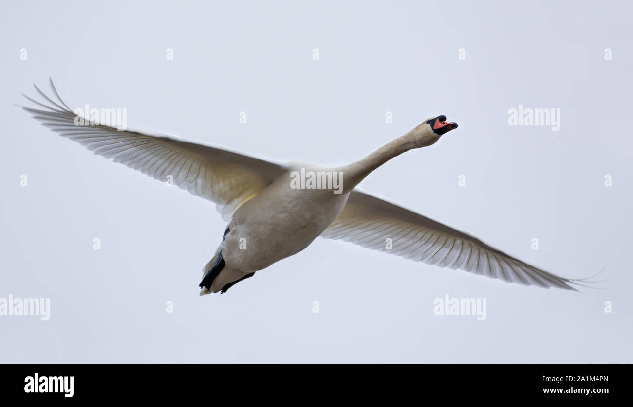 Adult mute swan in flight with stretched wings over light sky Stock Photo