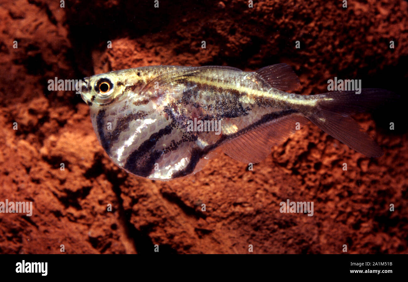 Hatchetfish For Sale