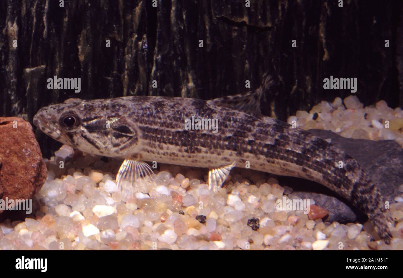 Amazon River Fish Colombia High Resolution Stock Photography And Images Alamy