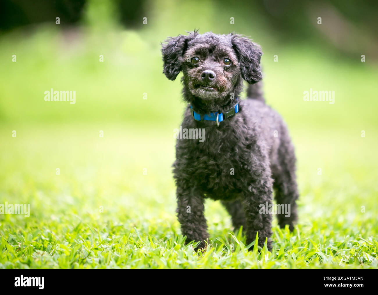 A small black Poodle mixed breed dog standing outdoors Stock Photo