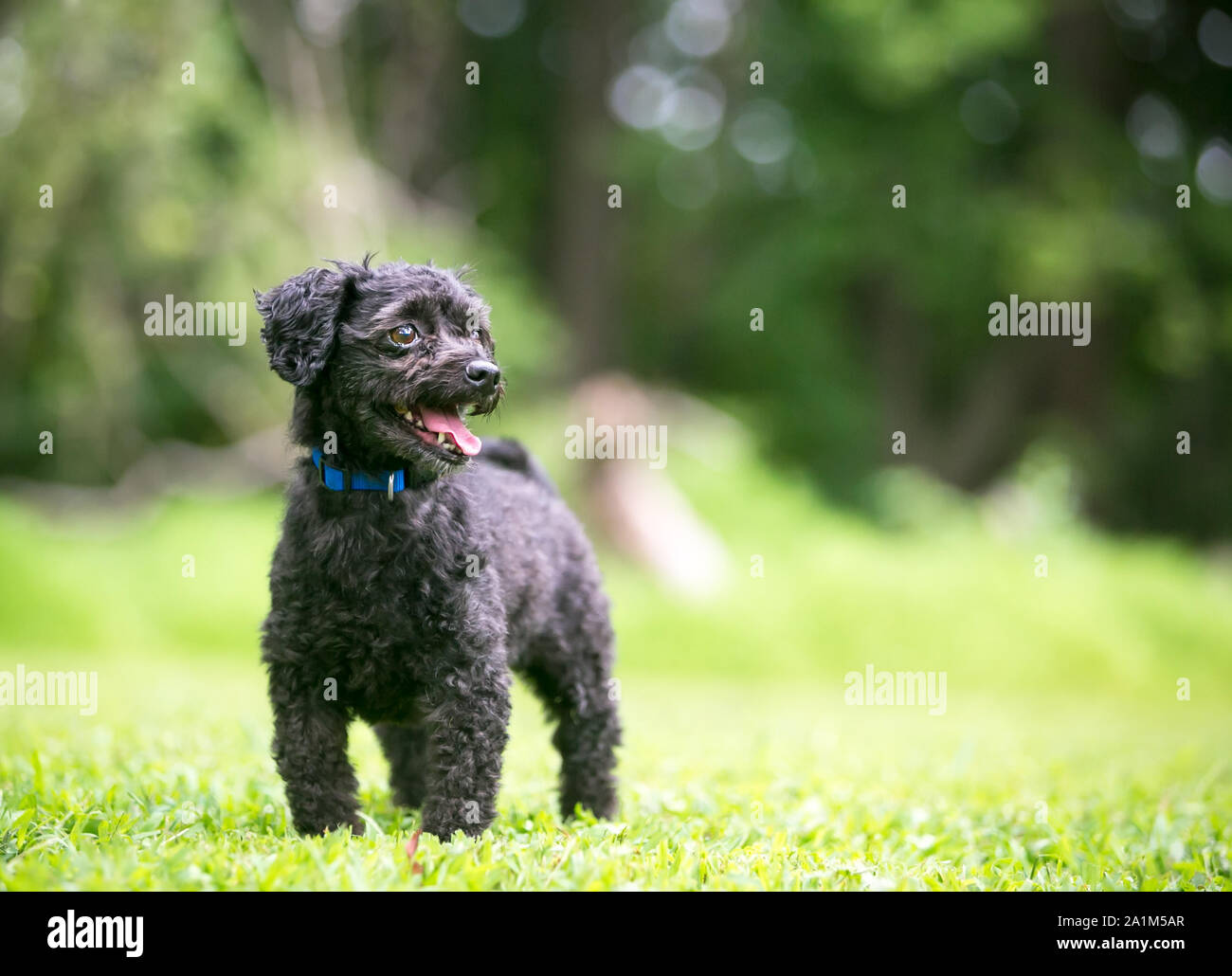 A small black Poodle mixed breed dog standing outdoors Stock Photo