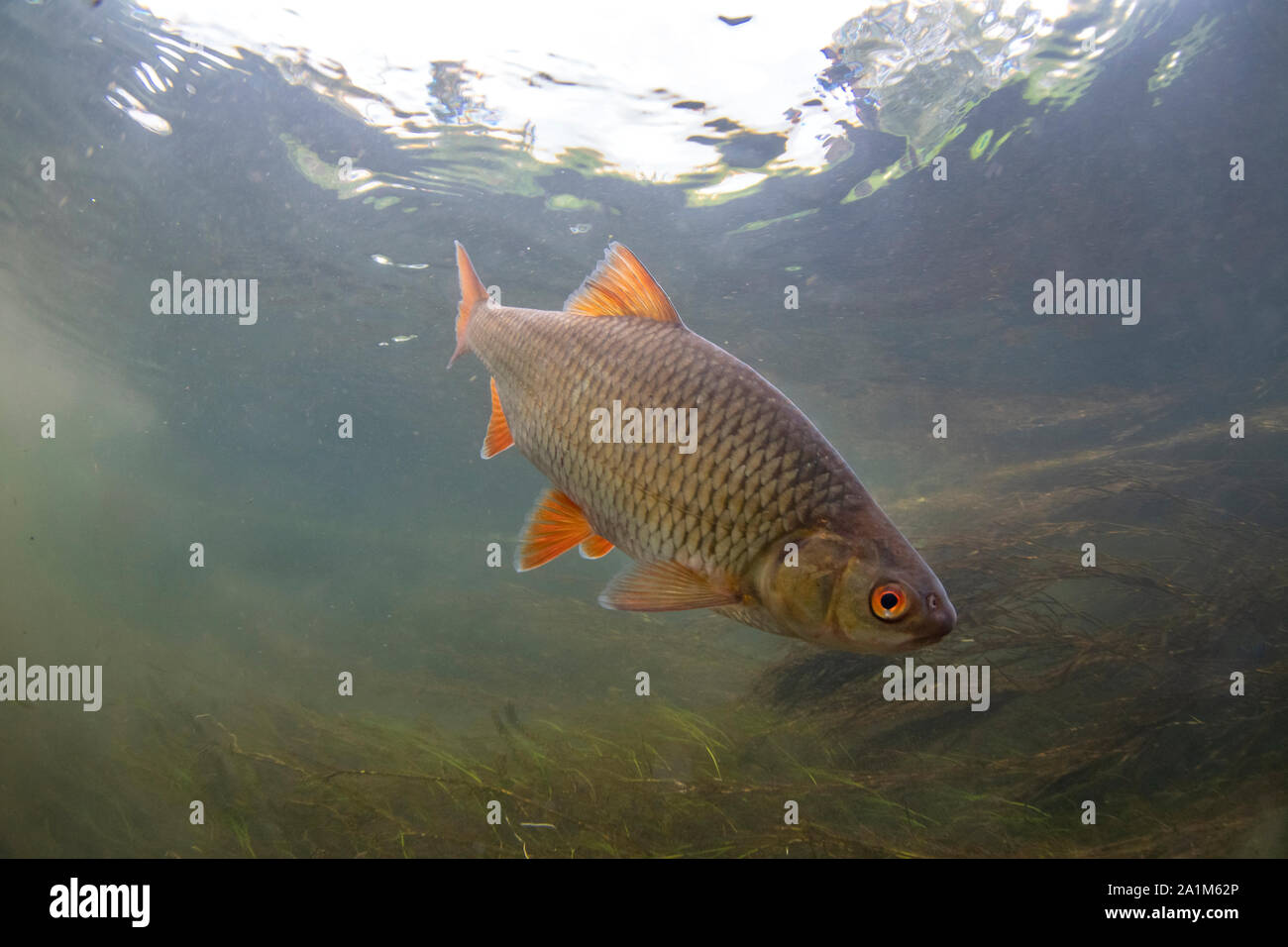 roach, Rutilus rutilus, swimming in river avon, hampshire, september Stock Photo