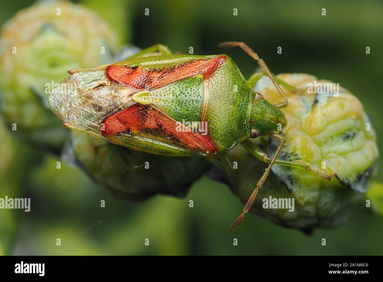 Juniper Shieldbug (Cyphostethus tristriatus) crawling on Lawson's ...