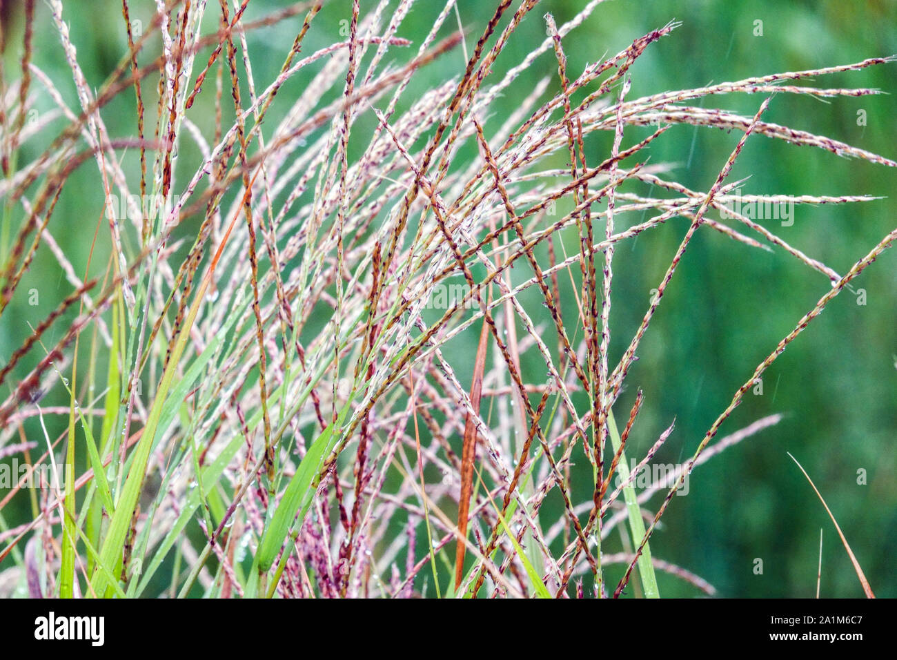 Flame Grass Miscanthus sinensis 'Purpurascens' Feathery seedheads late summer Stock Photo