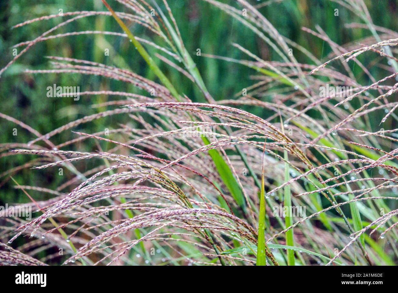 Flame Grass Miscanthus sinensis 'Purpurascens' Stock Photo