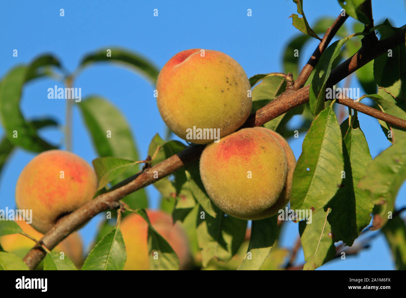 vineyard peaches on a branch Stock Photo
