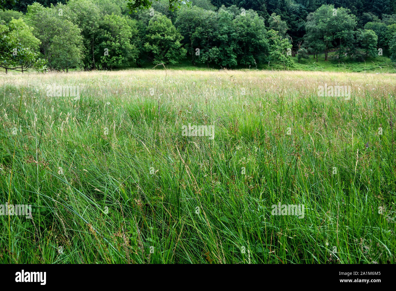 Woodland and overgrown grass field in Scottish Highlands Stock Photo