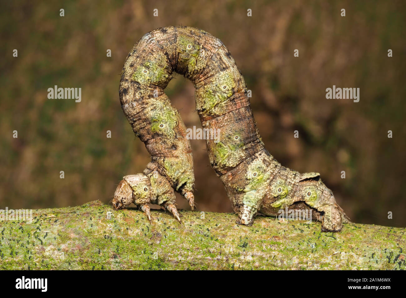 Scalloped Oak moth caterpillar (Crocallis elinguaria) at rest on hawthorn branch. Tipperary, Ireland Stock Photo
