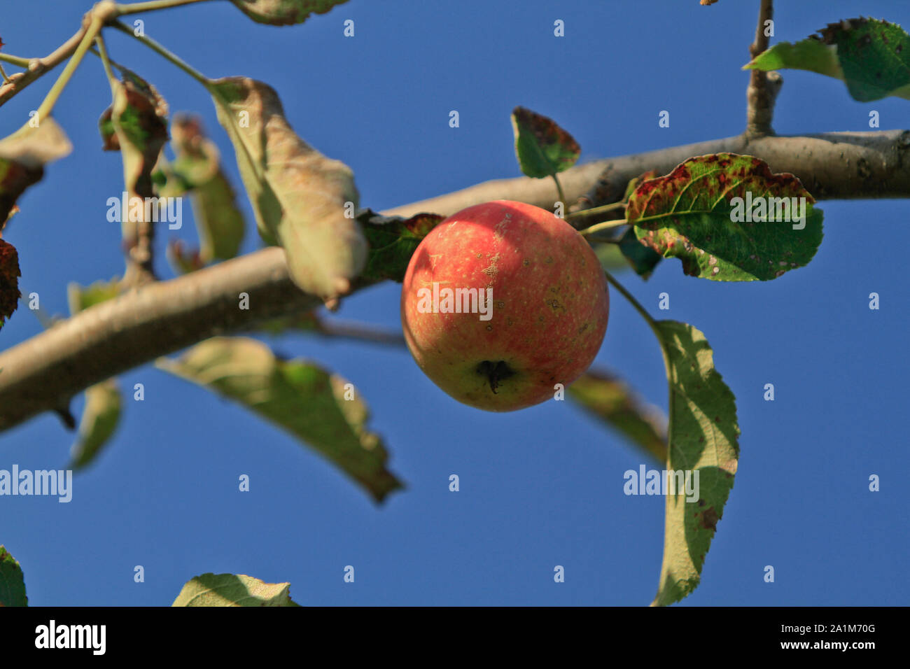 ripe red apple on a branch Stock Photo