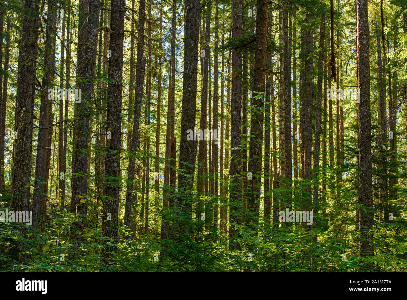 Tall trees on the Pacific side of he Cascade Range, Willamette National Forest, Hwy 242 , Oregon, USA Stock Photo