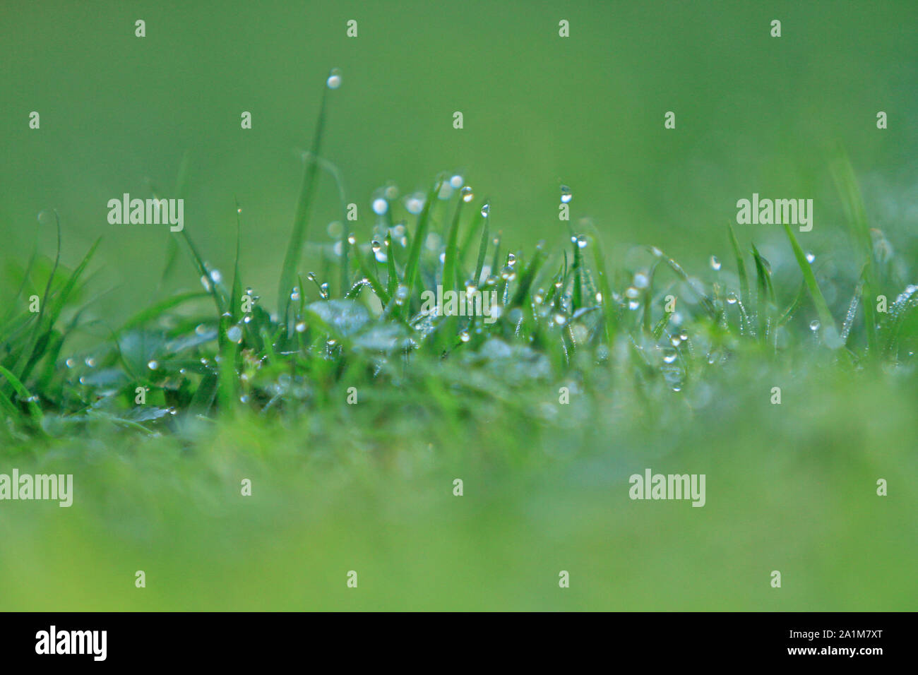 a green grass close up Stock Photo