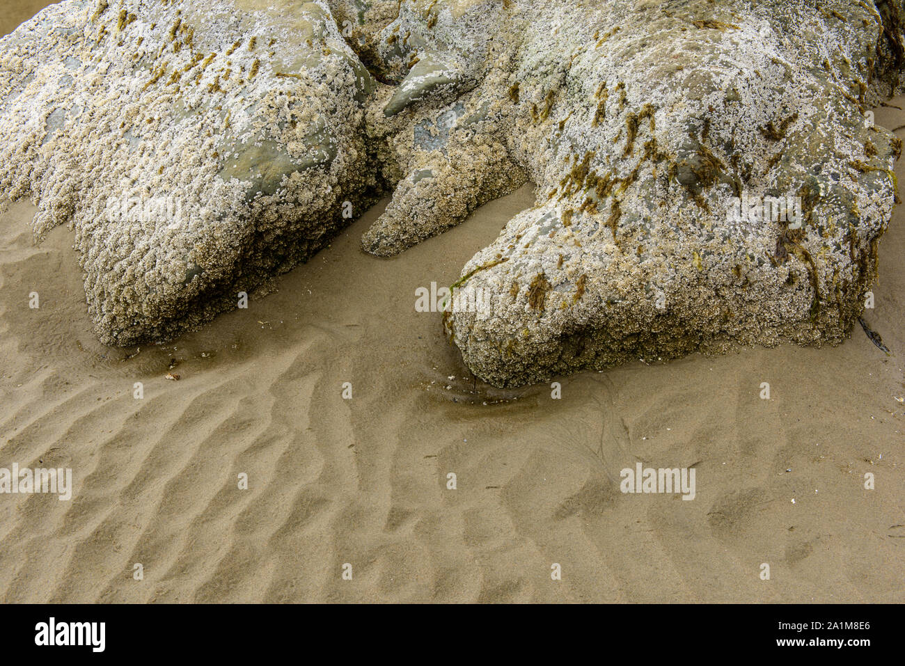Barnacle covered rock and sand ripples on Bandon Beach at low tide, Bandon, Oregon, USA Stock Photo