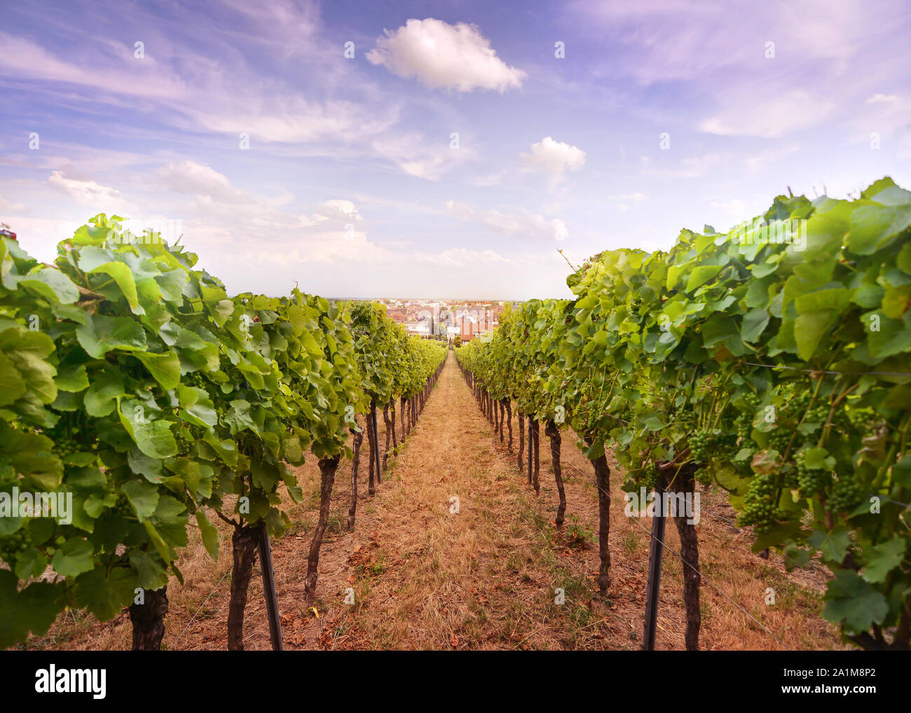 wineyard hill with blue sky above the German city of Speyer Stock Photo