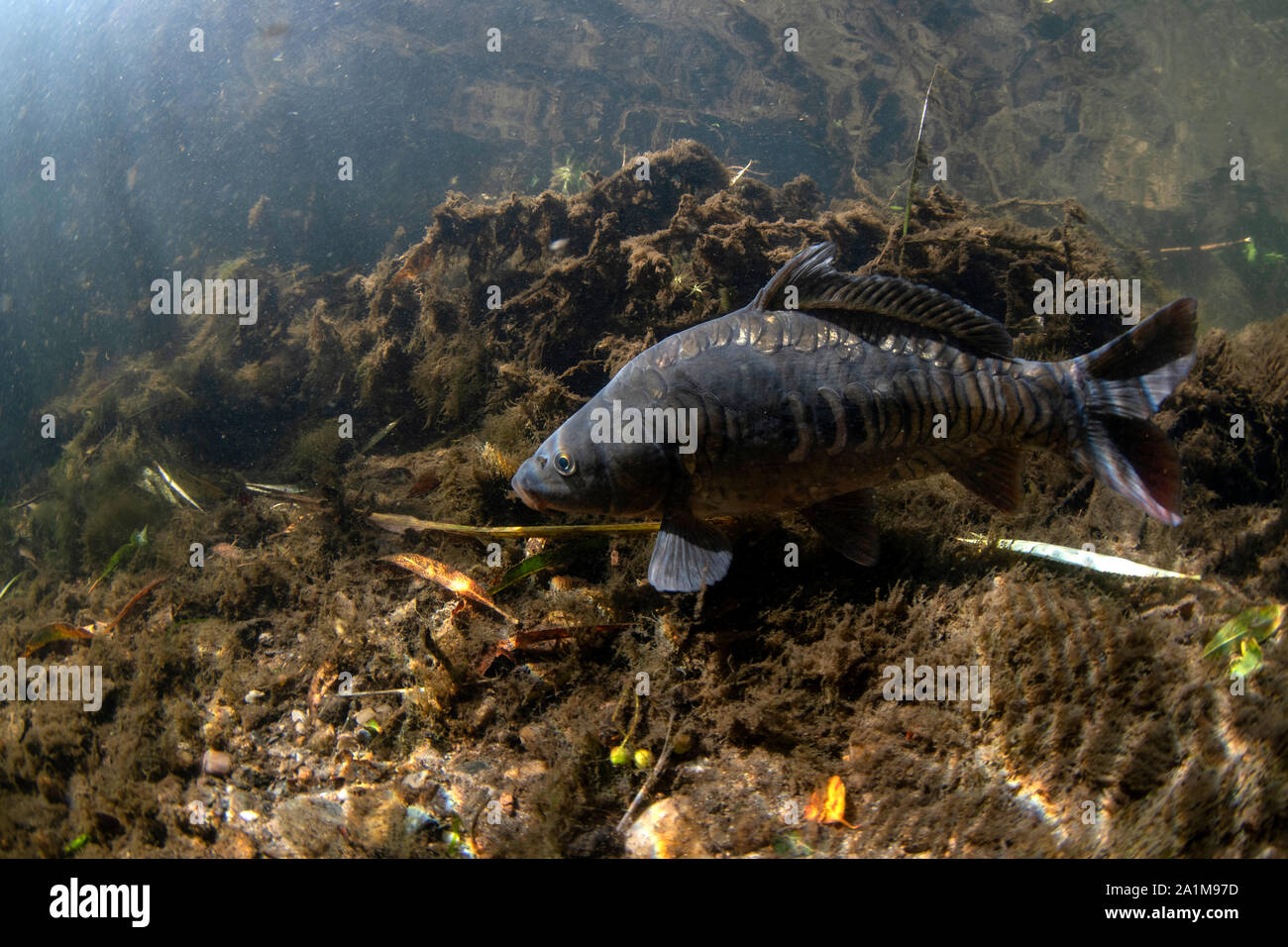 mirror carp, Cyprinus carpio, swimming along the riverbed river calder, yorkshire, september Stock Photo