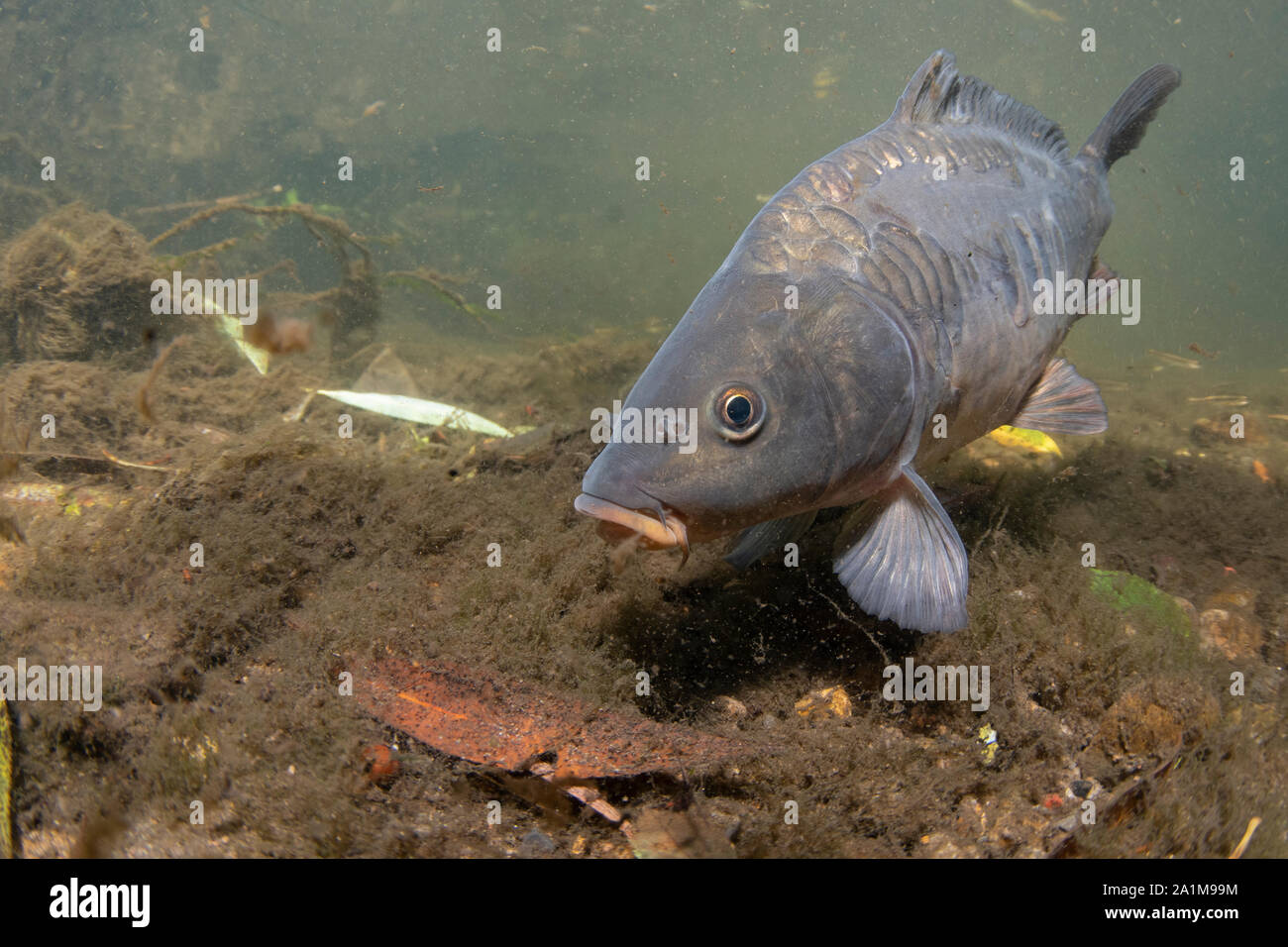 mirror carp, Cyprinus carpio, swimming along the riverbed river calder, yorkshire, september Stock Photo