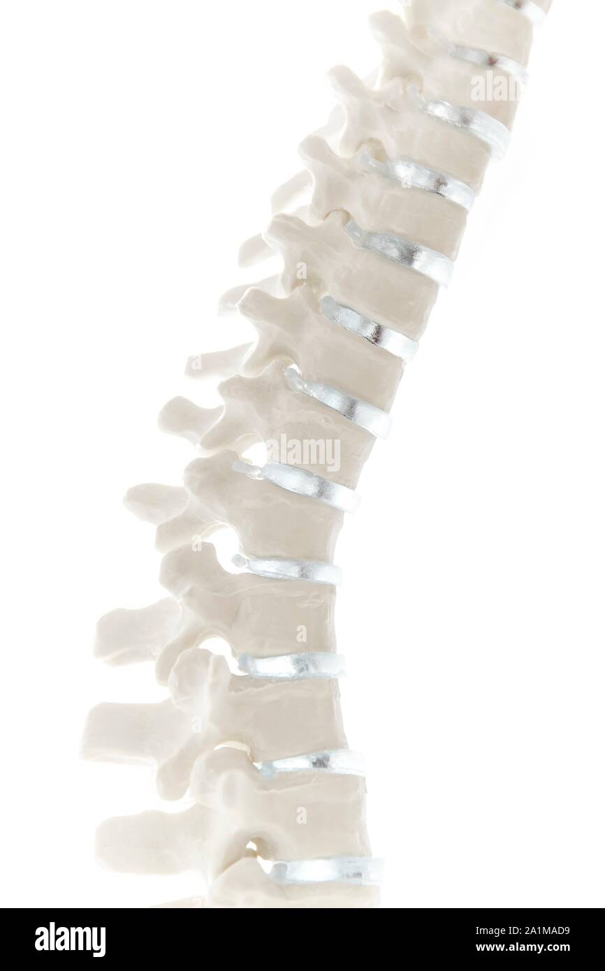 Anatomical spine model, close-up. Stock Photo