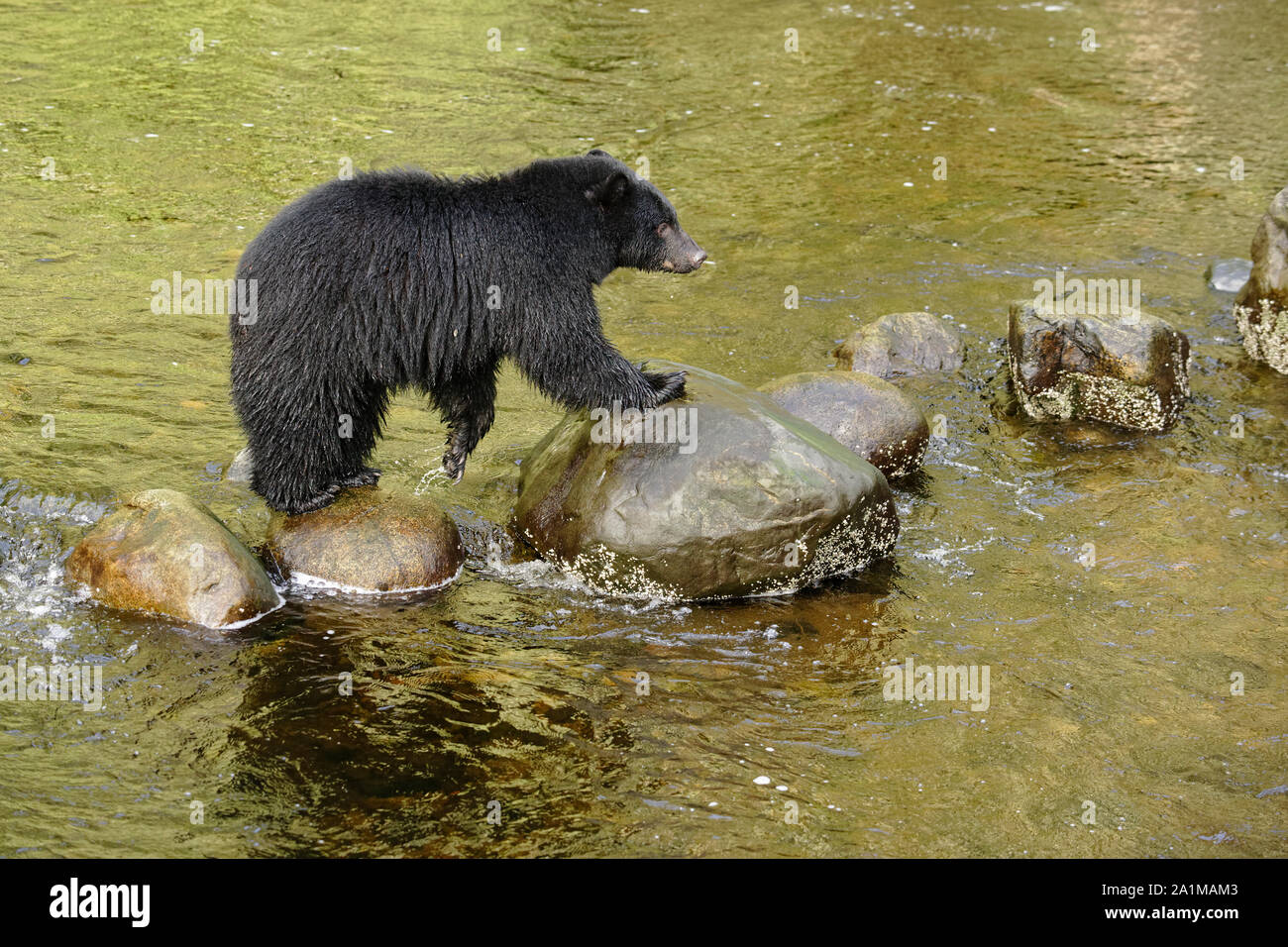 British columbia fishing salmon island hires stock photography and
