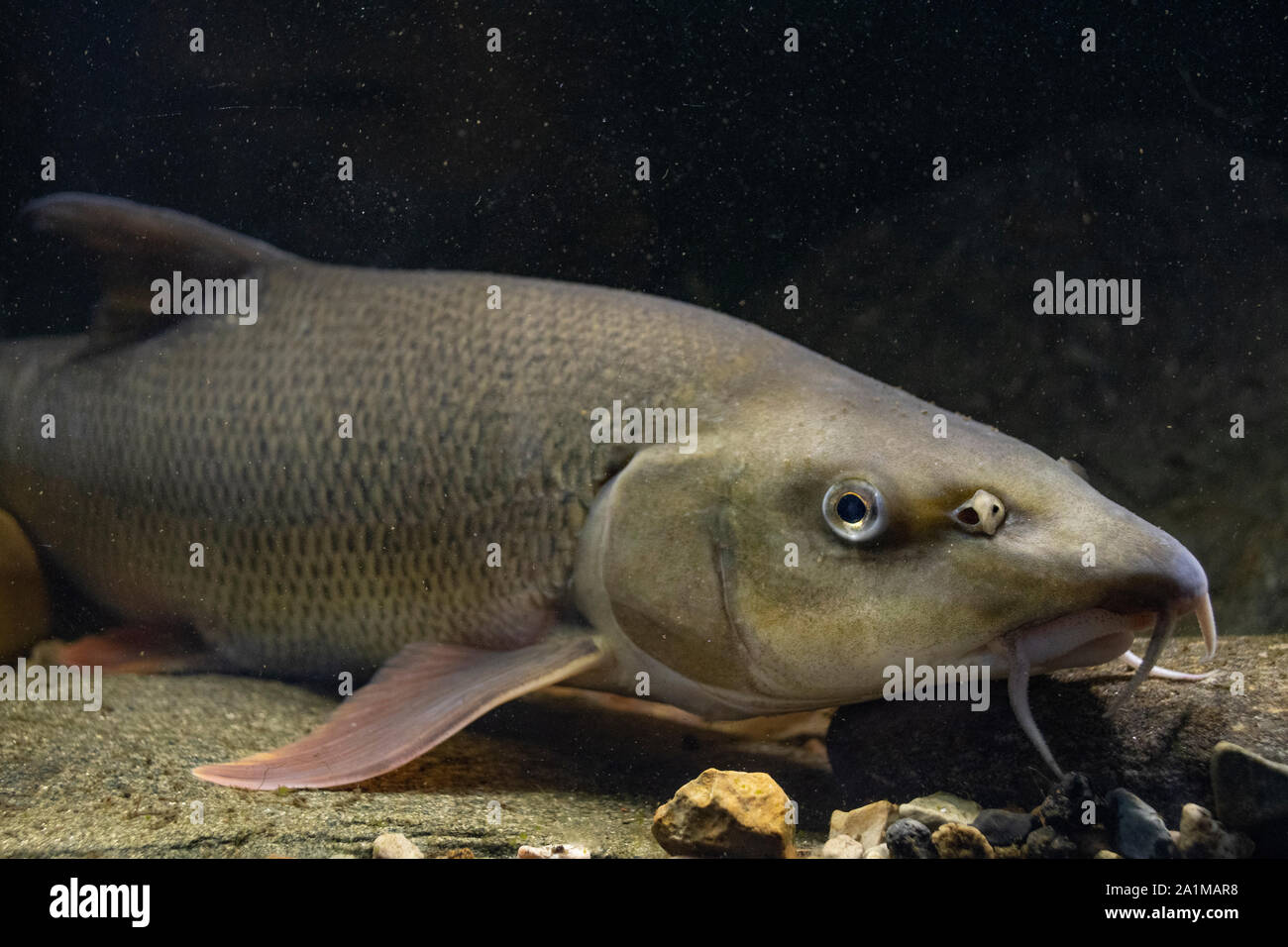 Common Barbel, Barbus barbus, swimming along the riverbed, River Trent, Nottingham, July Stock