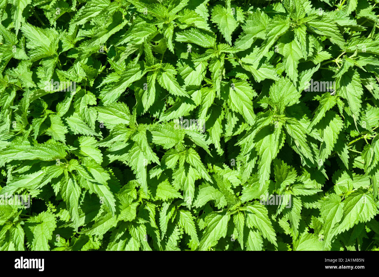 large bush of stinging nettles in a garden, can be used as food and herbal medicine Stock Photo