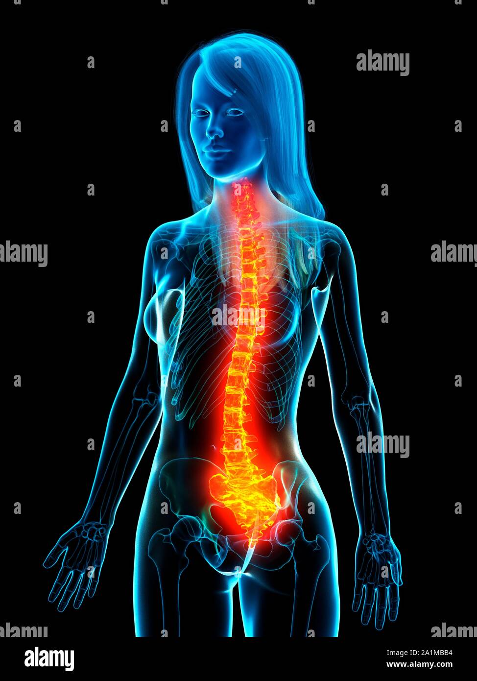 Back Problem Woman Diagram Woman anatomy internal organs back hi-res stock photography and images ...