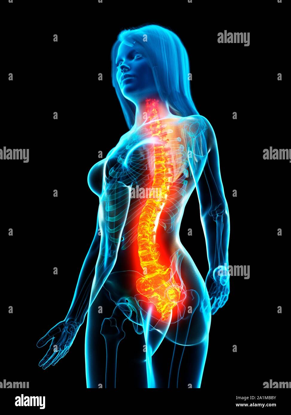 Back Problem Woman Diagram Woman anatomy internal organs back hi-res stock photography and images ...