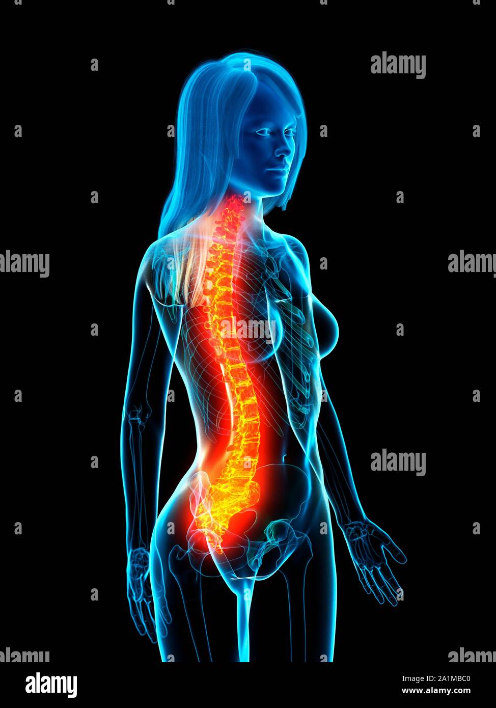 Back Problem Woman Diagram Woman anatomy internal organs back hi-res stock photography and images ...