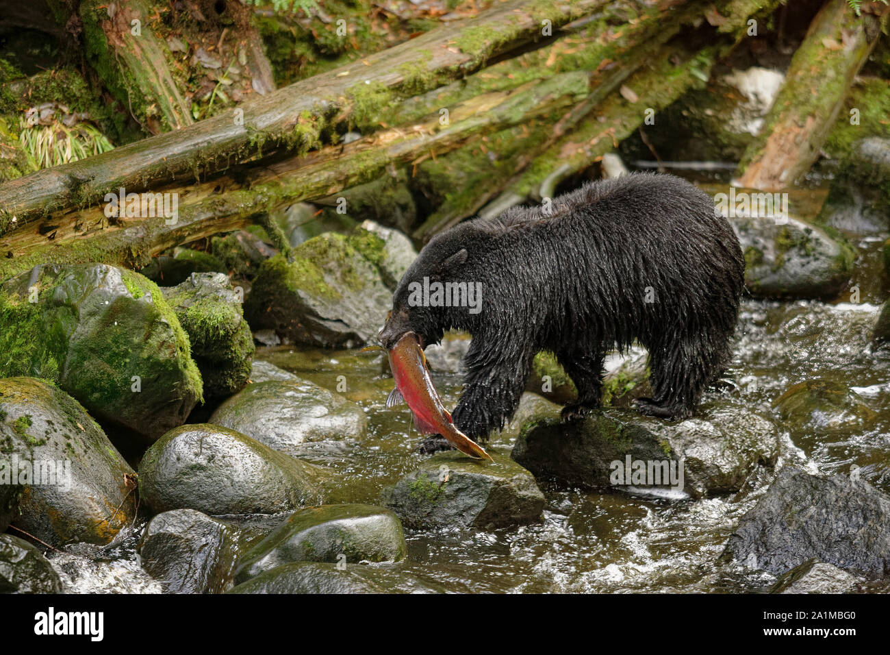 Black bear with Chinook salmon in mouth in Thornton Creek-Ucluelet, British Columbia, Canada. Stock Photo