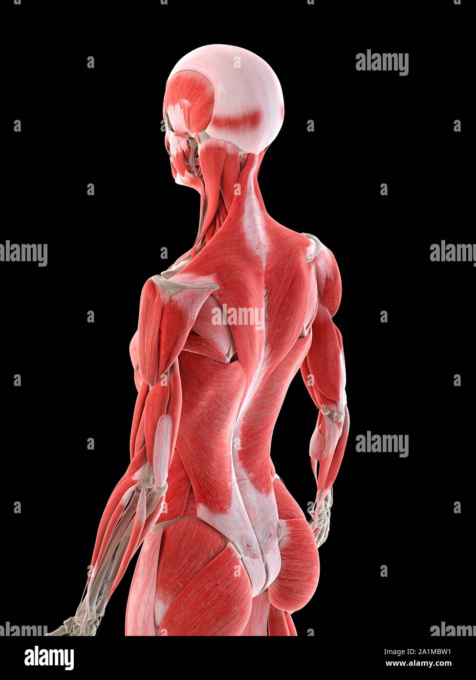 Female back muscles, computer illustration Stock Photo - Alamy