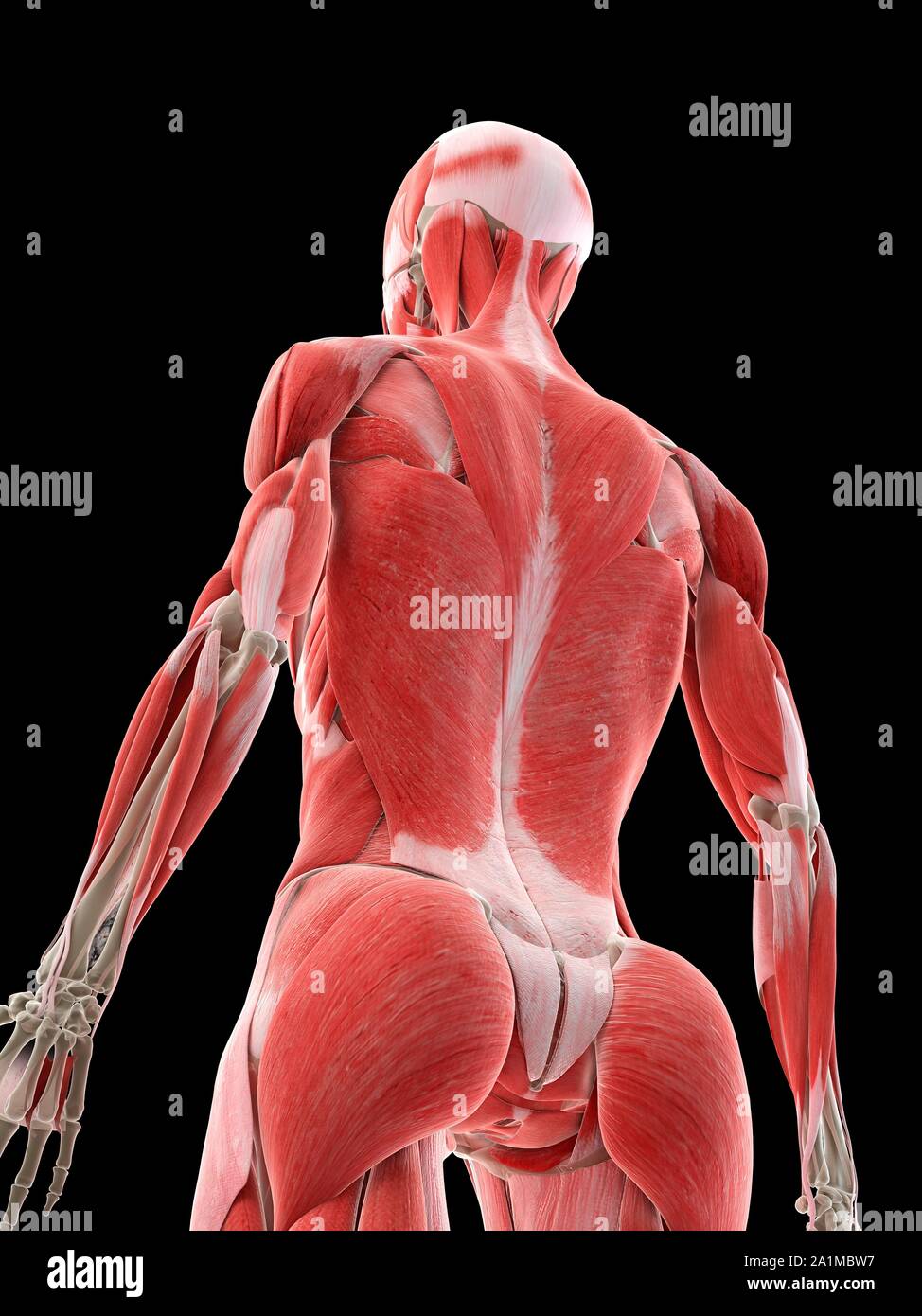 Female back muscles, computer illustration Stock Photo - Alamy