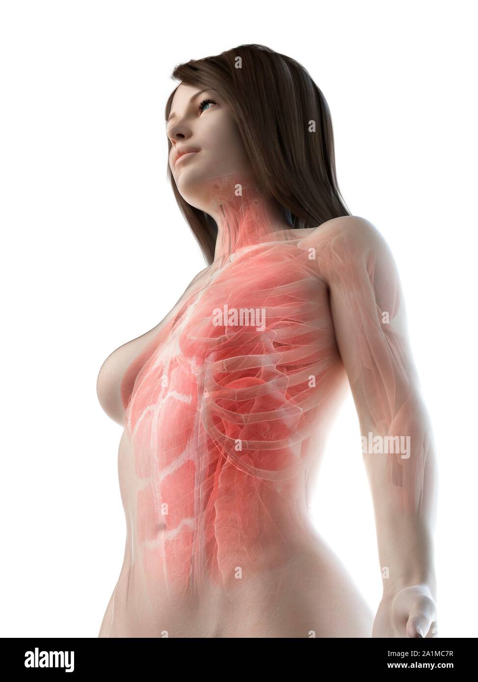 Female upper body muscles computer illustration Stock Photo Alamy