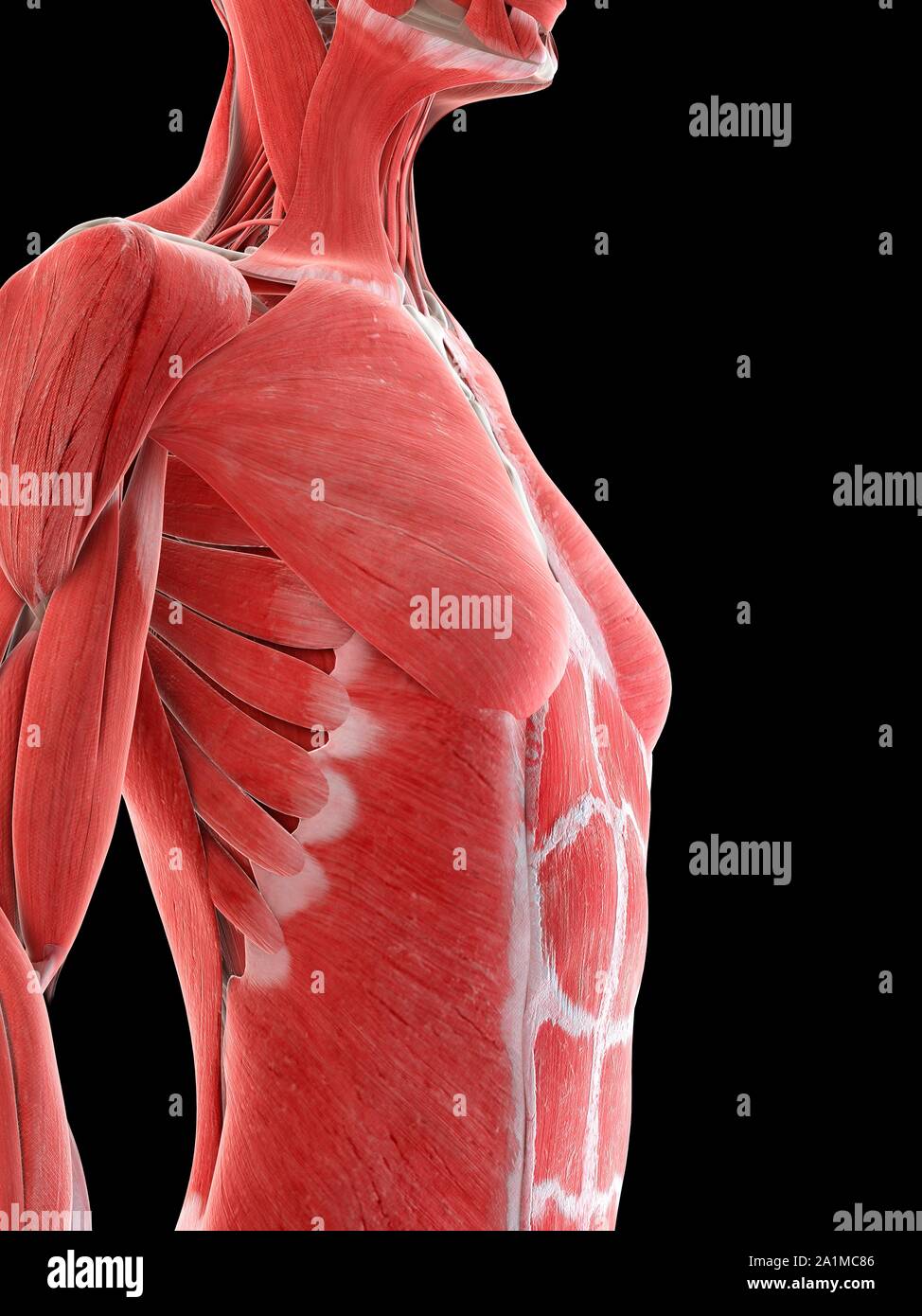 Female upper body musculature, computer illustration Stock Photo Alamy