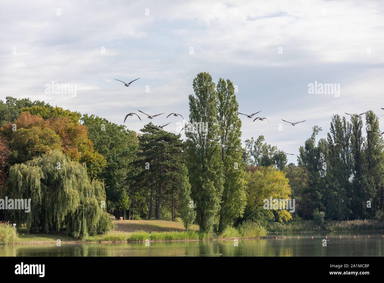Geese Flying Across the Lake in Germany Stock Photo