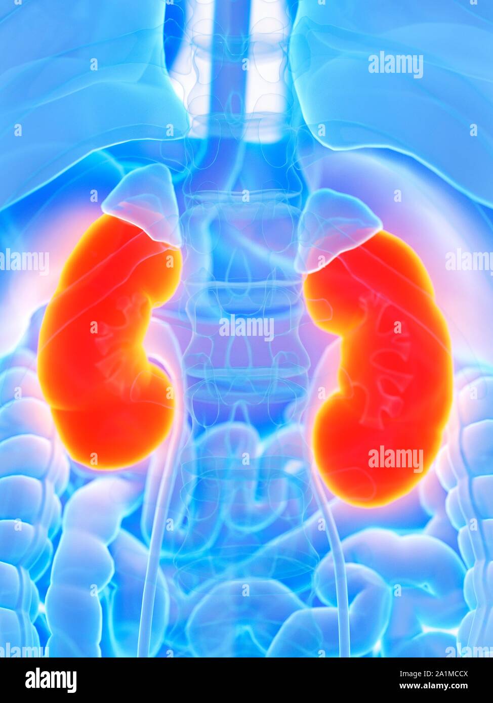 Kidney Desktop Kidneys, computer illustration Stock Photo - Alamy