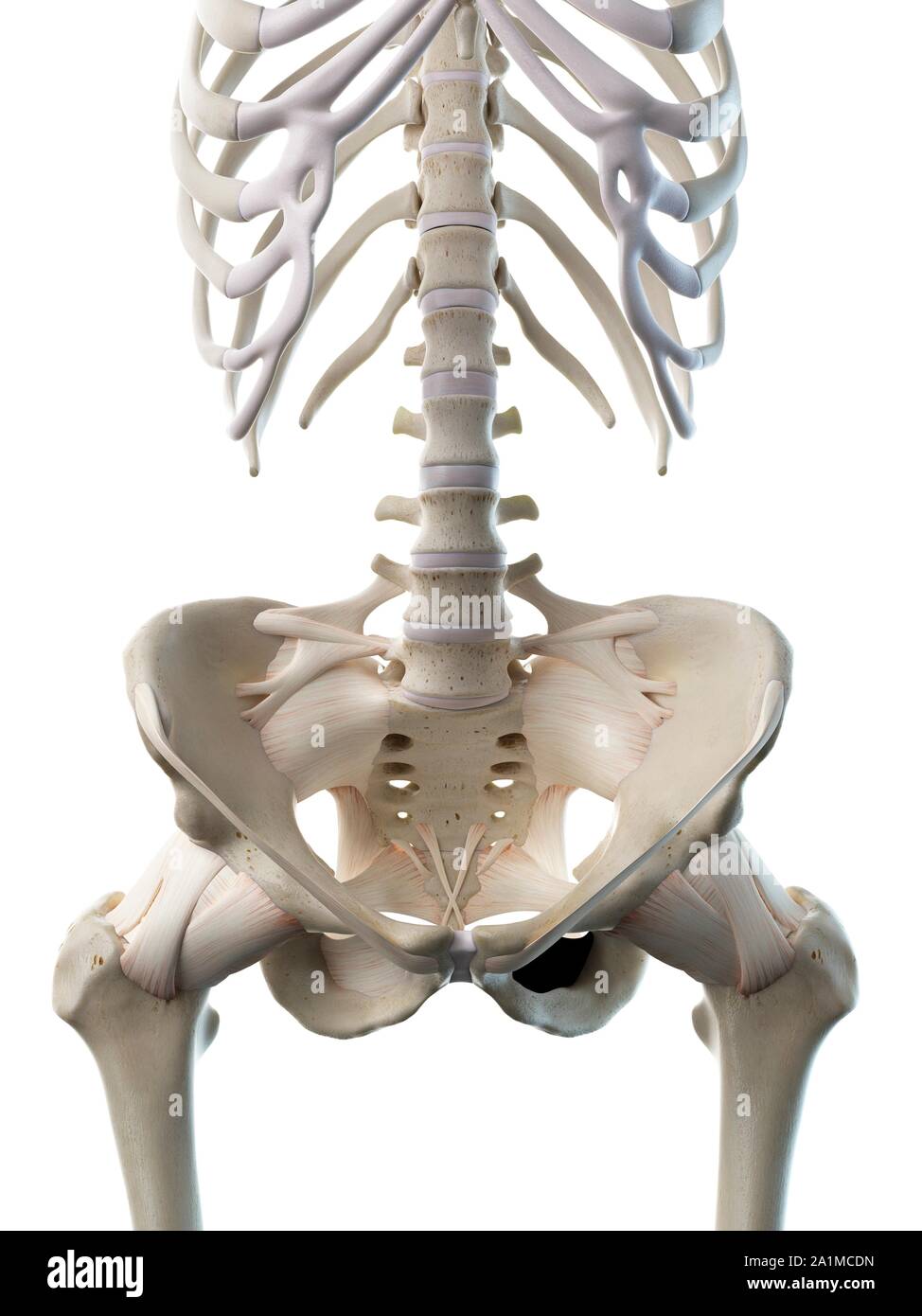 Lumbar spine, computer illustration Stock Photo Alamy