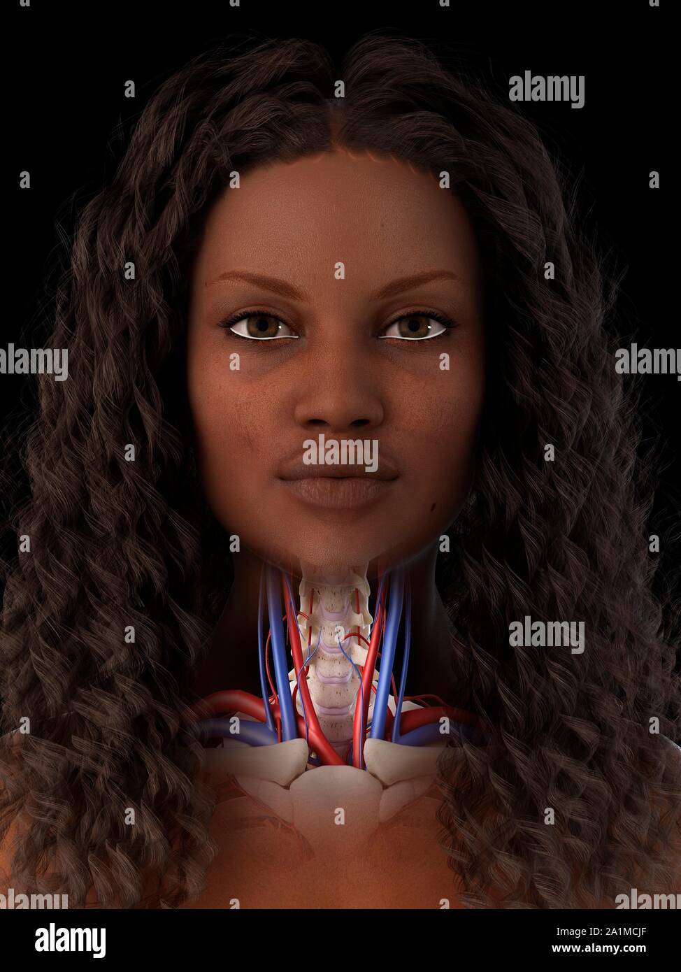 Neck anatomy, computer illustration Stock Photo - Alamy