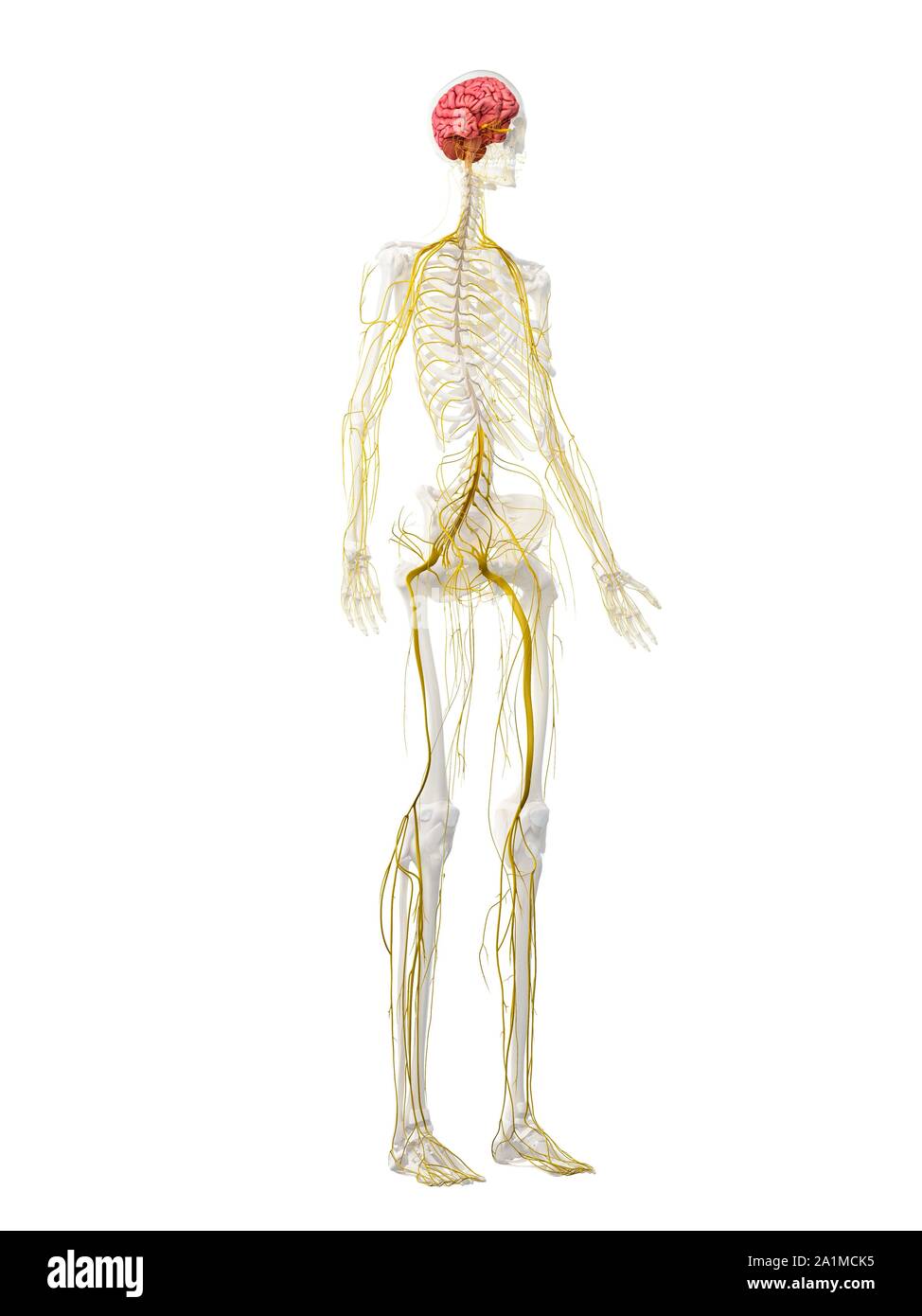 Nervous system, computer illustration Stock Photo - Alamy
