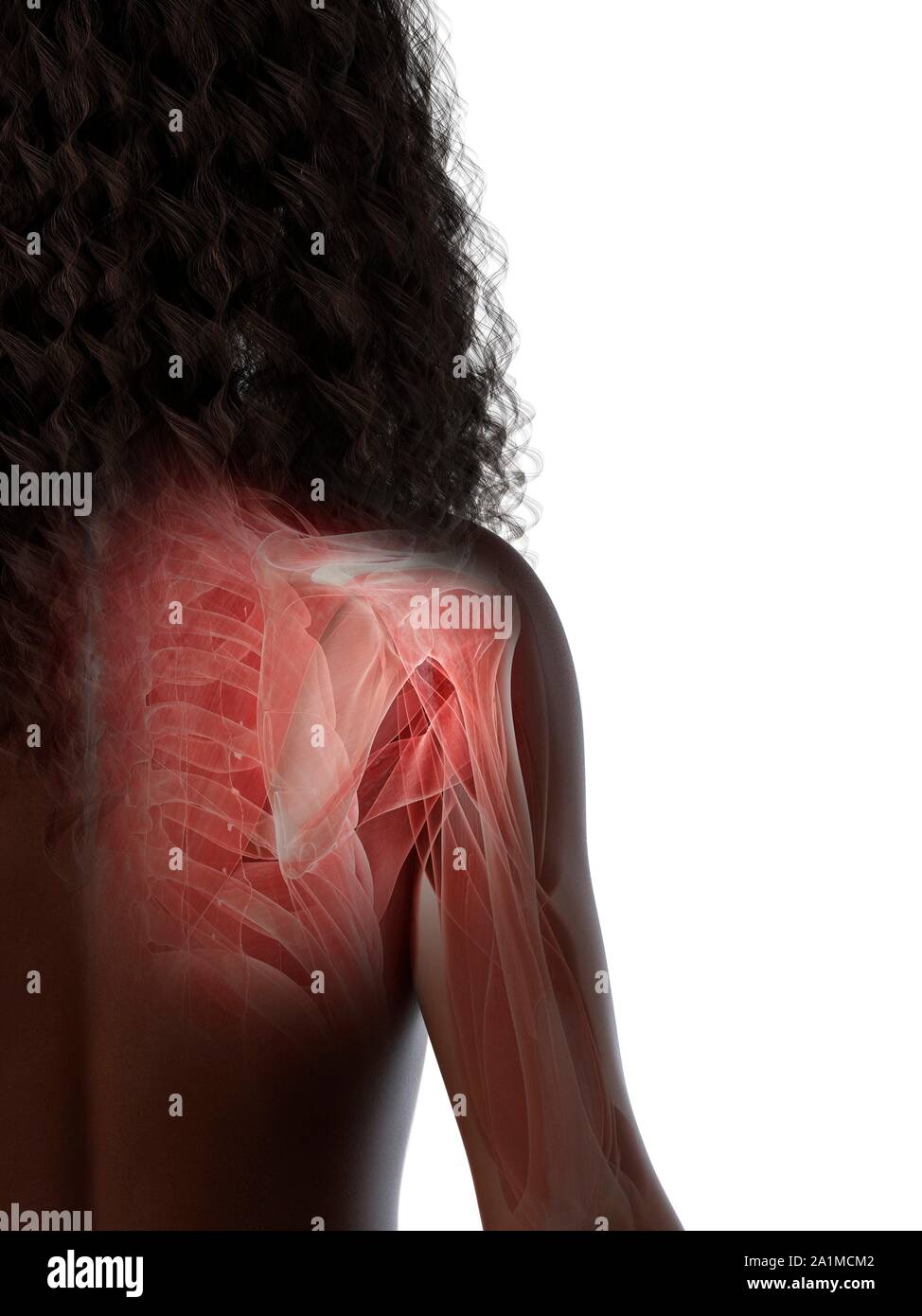 Shouldering Example Computer Shoulder muscles, computer illustration Stock Photo - Alamy
